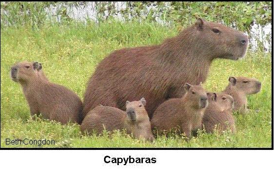 Der/Die/Das Capybara | Pottwalblog