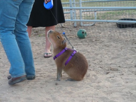 Der/Die/Das Capybara | Pottwalblog